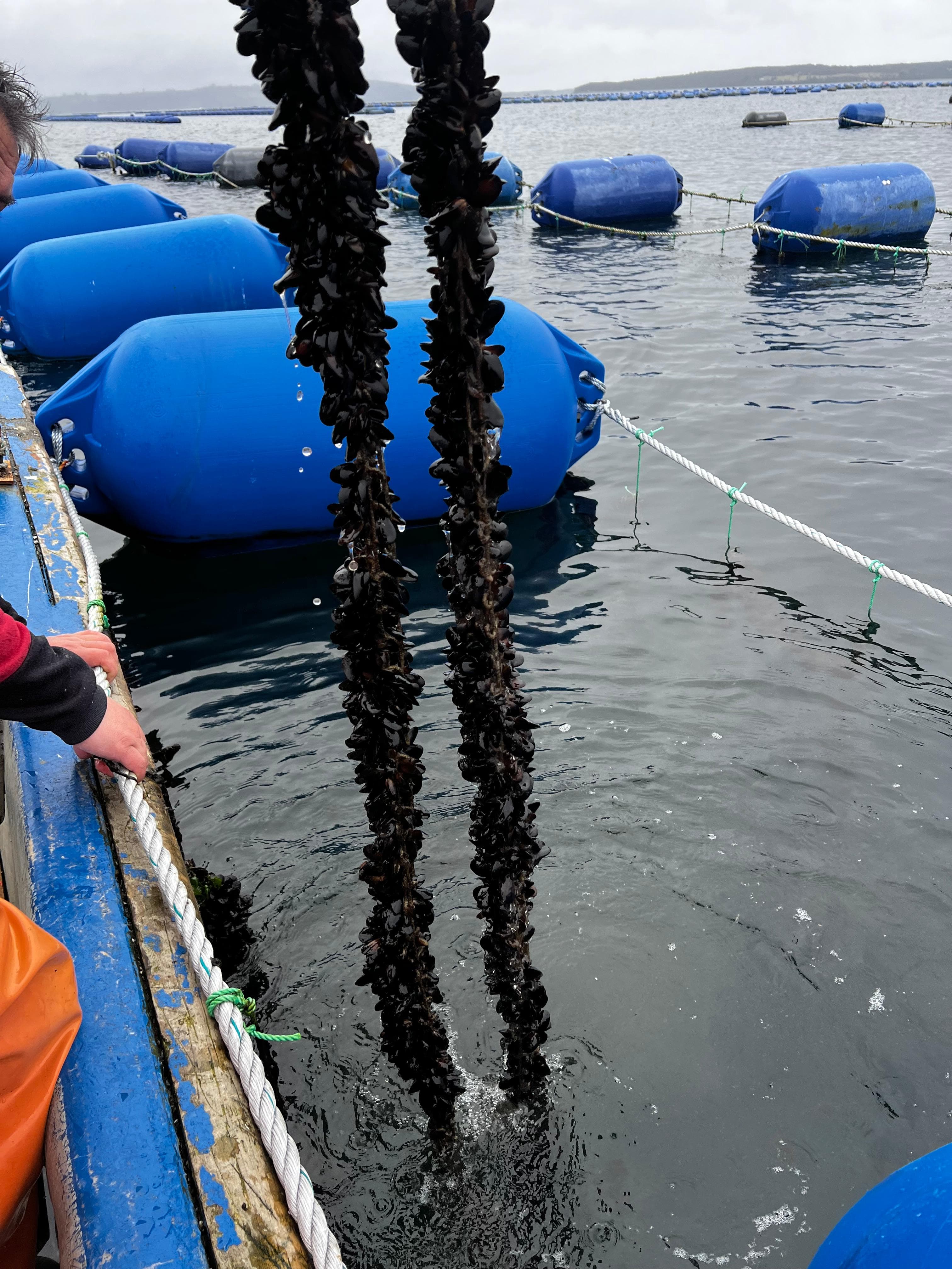 SMA lanza estrategia 2025-2027 para cumplimiento ambiental en mitilicultura