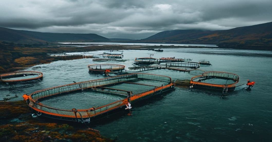 Heterosigma akashiwo activa pre-alerta en el Reloncaví: 11 centros afectados y SERNAPESCA coordina respuesta con el sector