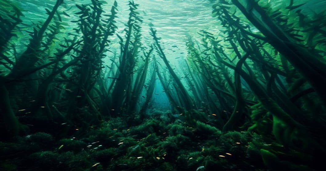 Los bosques de macroalgas de la Patagonia chilena capturan carbono — y nadie los está contando