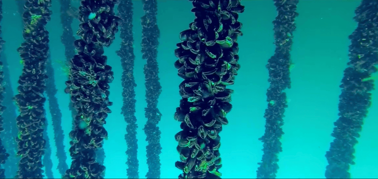 Sernapesca Redefine el Estándar: Diagnóstico Molecular como Pilar Exportador