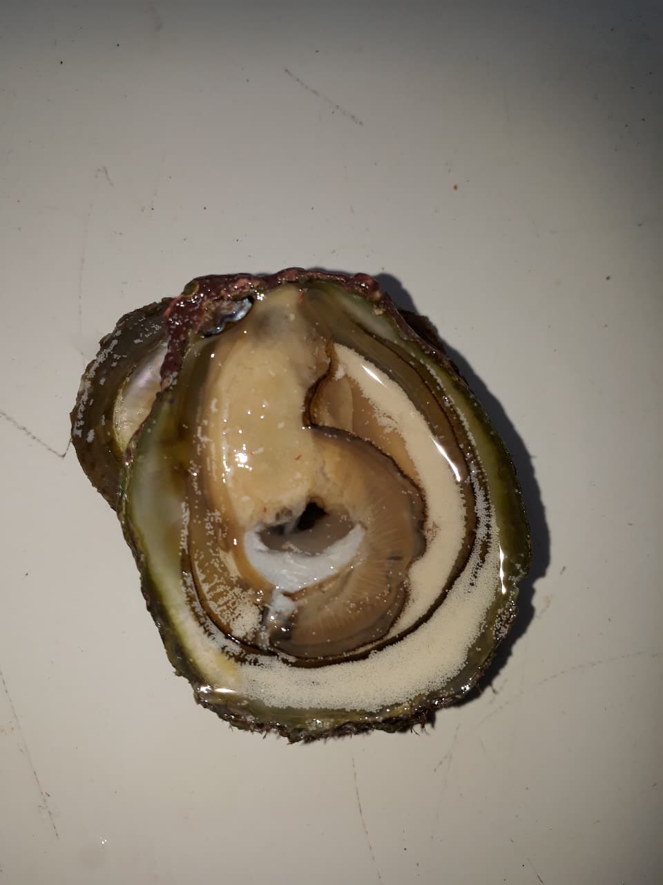 Barreras Sanitarias en la Exportación de Ostras Frescas a EE.UU.