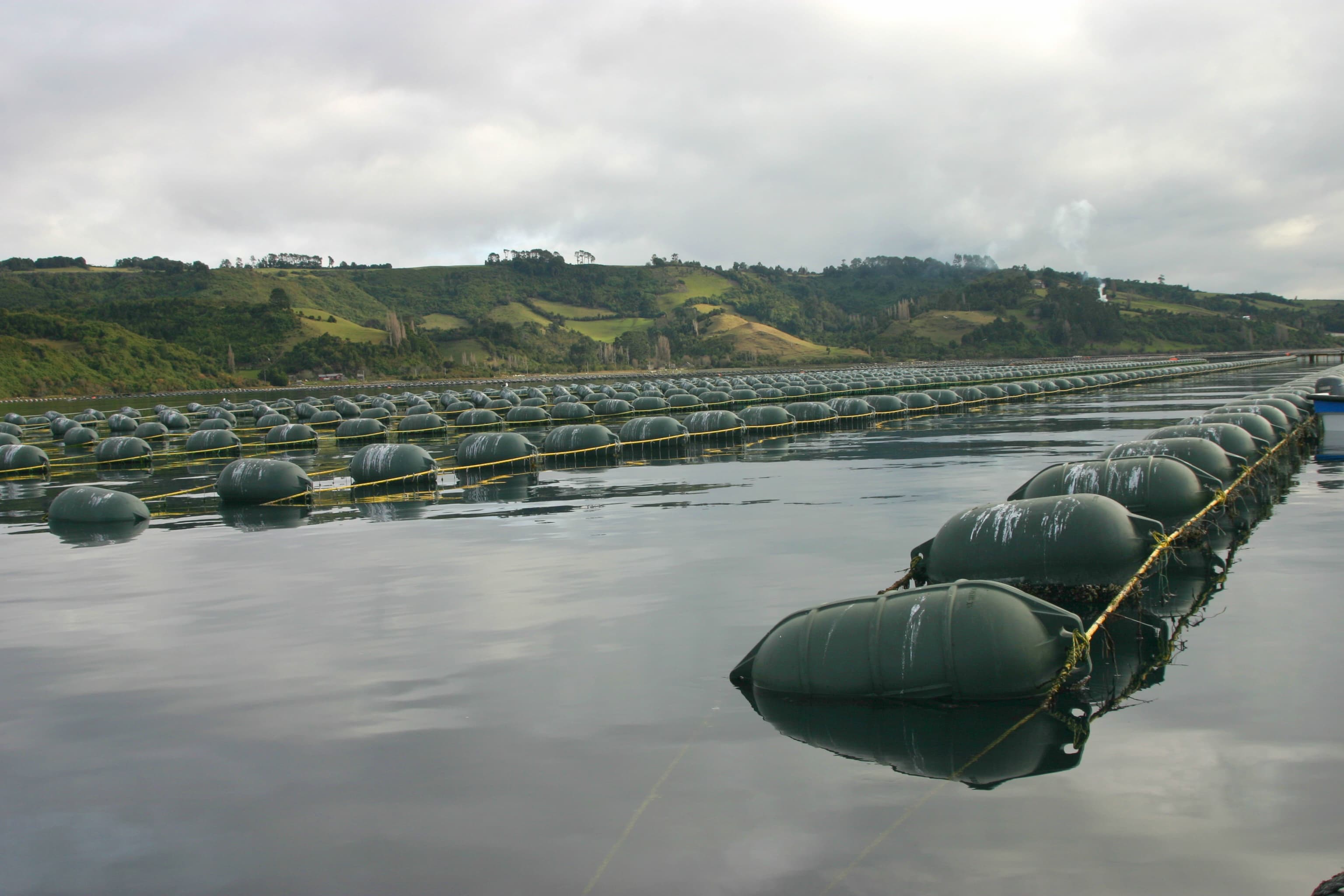 Evolución Técnica y Tipología de Boyas en la Acuicultura: Infraestructura Flotante