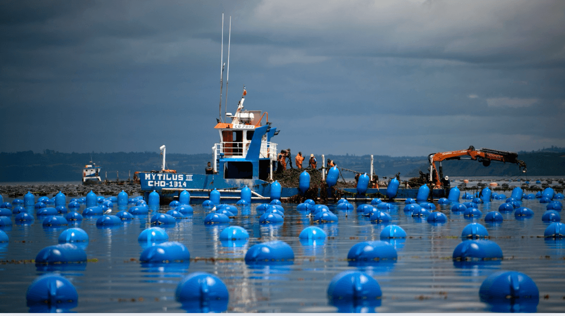 Del Cumplimiento a la Rentabilidad: La Nueva Era de la Acuicultura de Pequeña Escala (APE) en Chile.