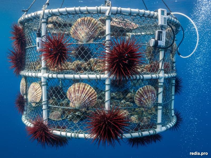 Eficiencia Multitrófica: Integración de Loxechinus albus en Sistemas de Argopecten purpuratus (Enero 2026)