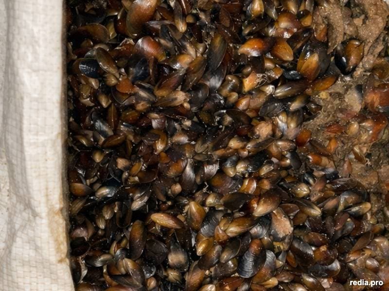 3.000 Colectores de Semilla de Choritos