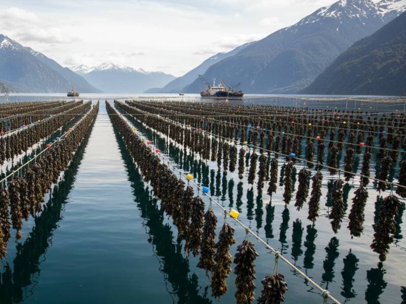 Dinámica Larval y Diversificación Acuícola: Mitilicultura 2025-2026: