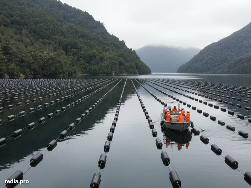 El Rigor del Estándar ASC en la Mitilicultura Global: Sostenibilidad Certificada