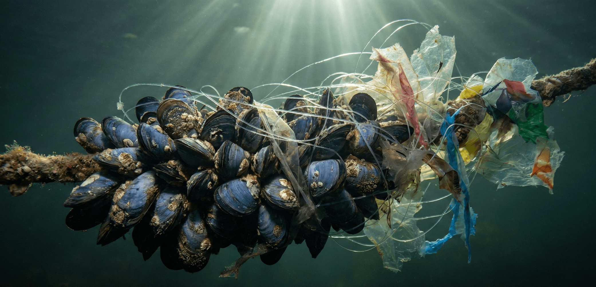 Alerta Científica: Los Macroplásticos 'Asfixian' el Rendimiento Biológico del Mejillón