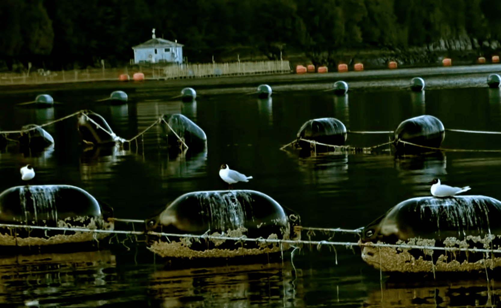 Revolución Normativa: Subpesca integra Oceanografía de Precisión para redefinir las Densidades de Cultivo