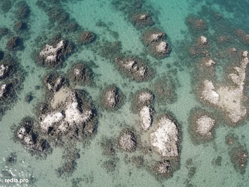 Monitoreo Aéreo de Arrecifes de Ostras: Precisión Espectral en la Detección de Deterioro