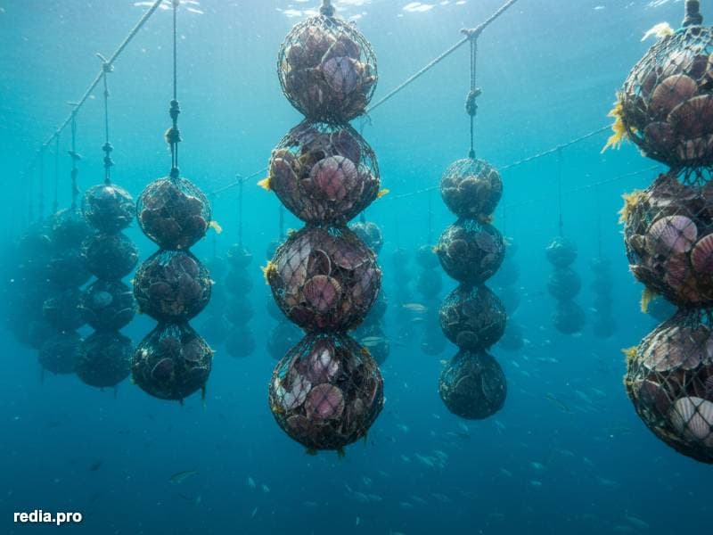 La Reinvención Genética del Ostión del Norte: Resiliencia Bentónica