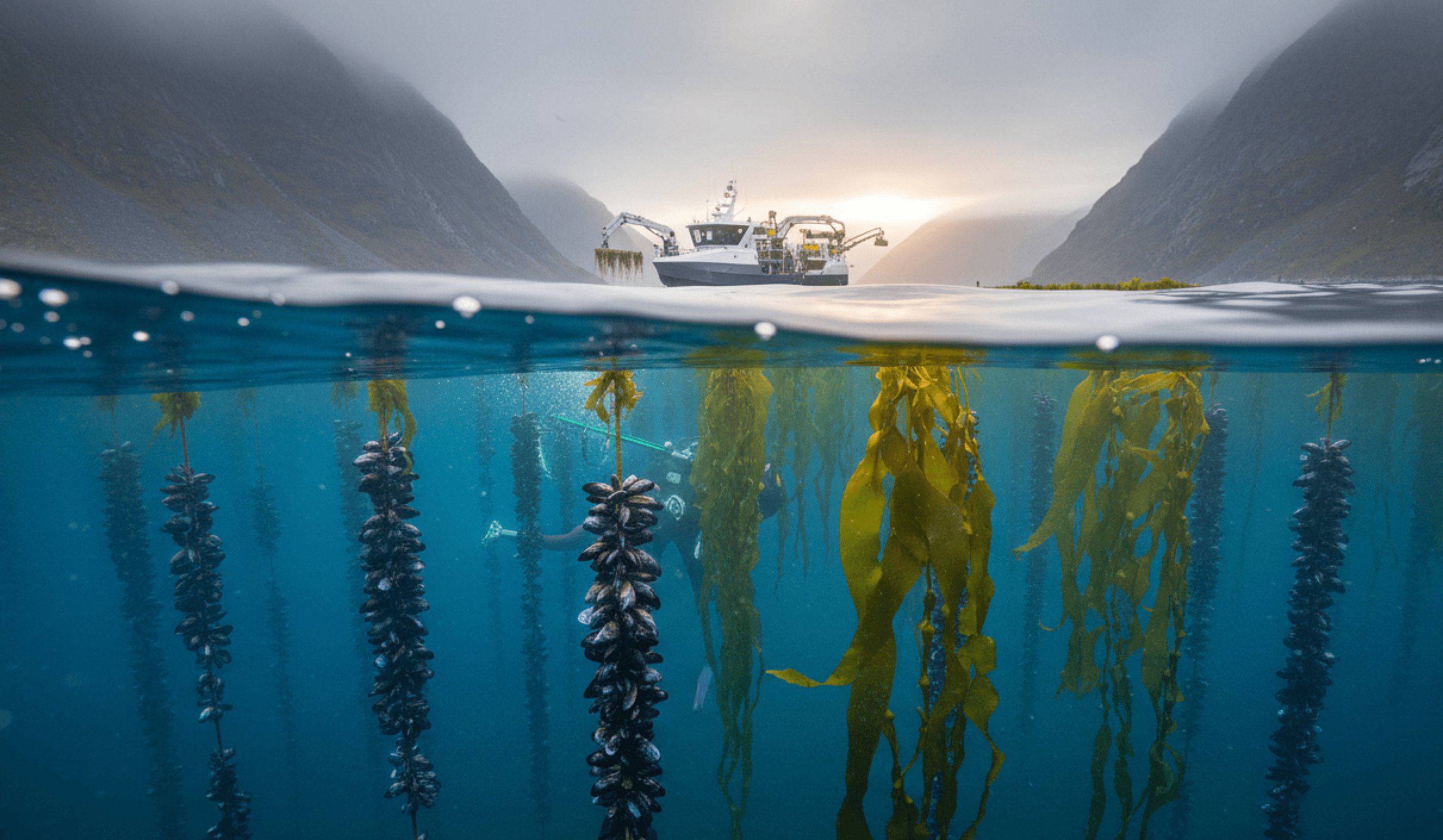 La Revolución de la Acuicultura Regenerativa y Automatizada