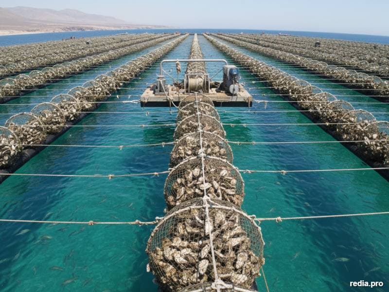 Diversificación Estratégica: Expansión Productiva de Ostra Japonesa en la Zona Norte