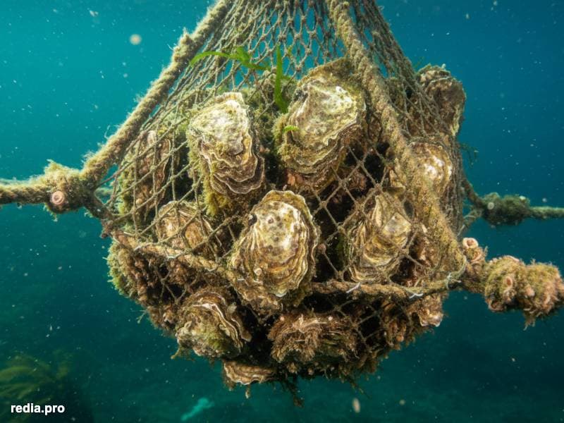 Genética Endémica y Estrategia de Nicho: El Renacer de la Ostra Chilena