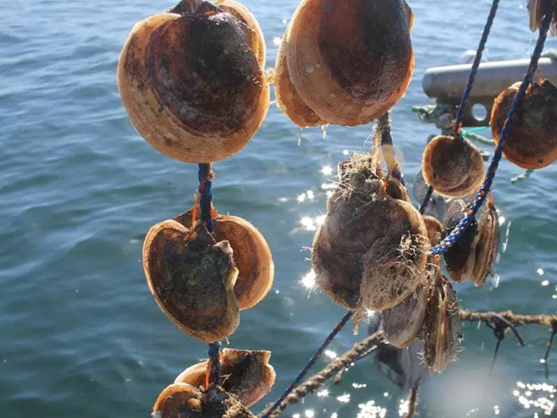 Producción y biotecnología para el cultivo global de ostión: 'Ear Hanging'